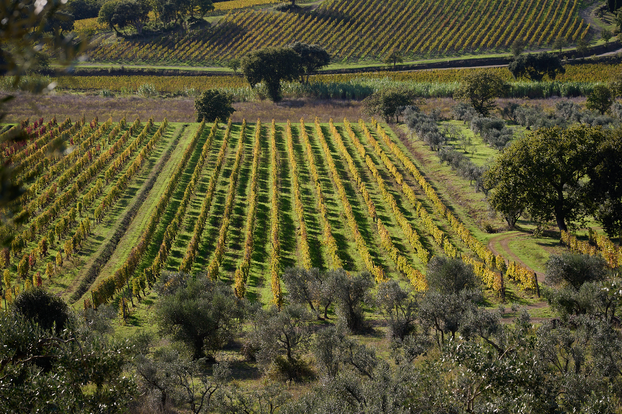 Vineyards of the Il Falcone farm, Suvereto