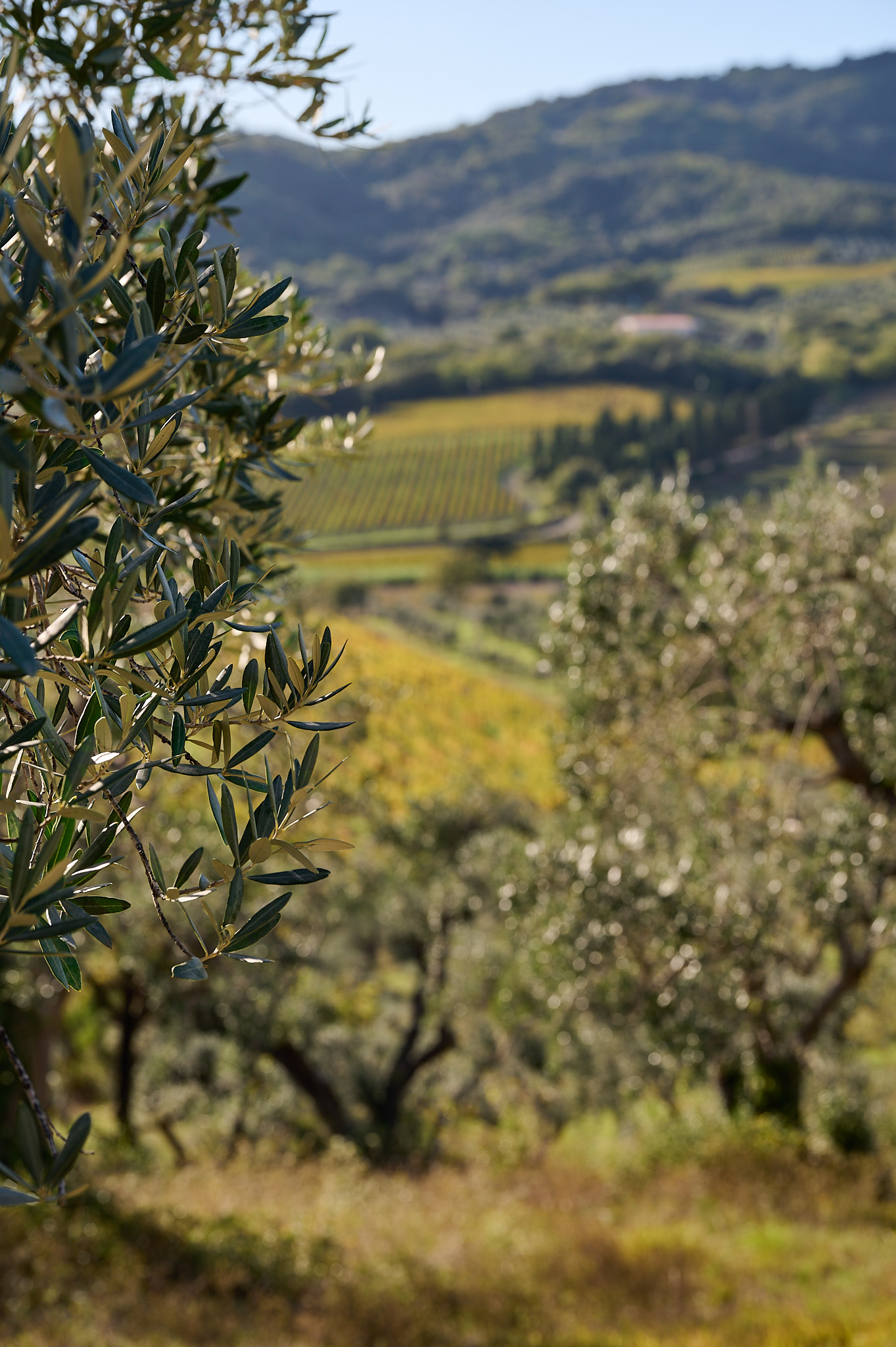 Exterior of the Il Falcone agriturismo, Suvereto