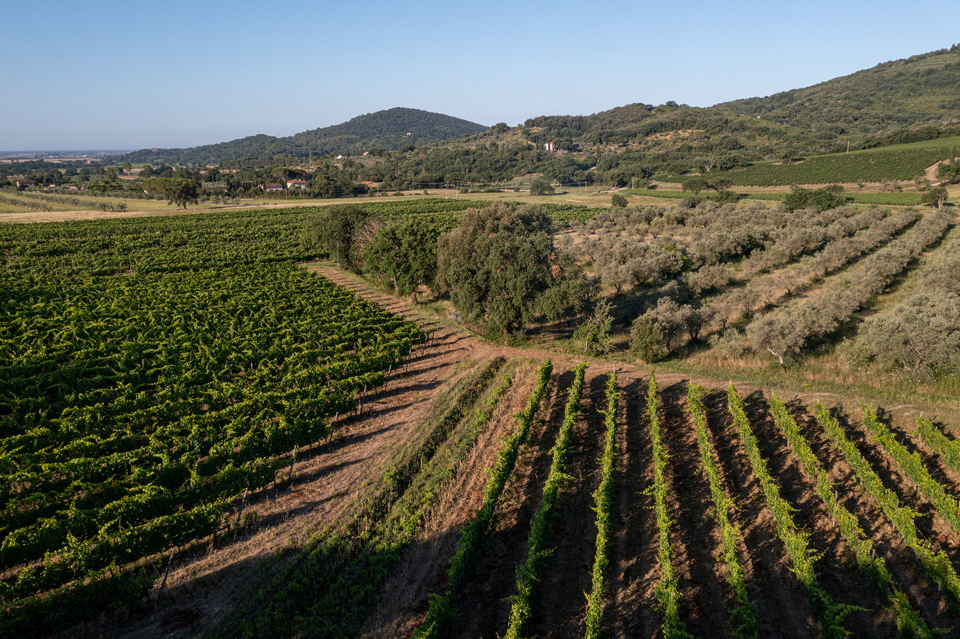 Vineyard of the Il Falcone farm, Suvereto