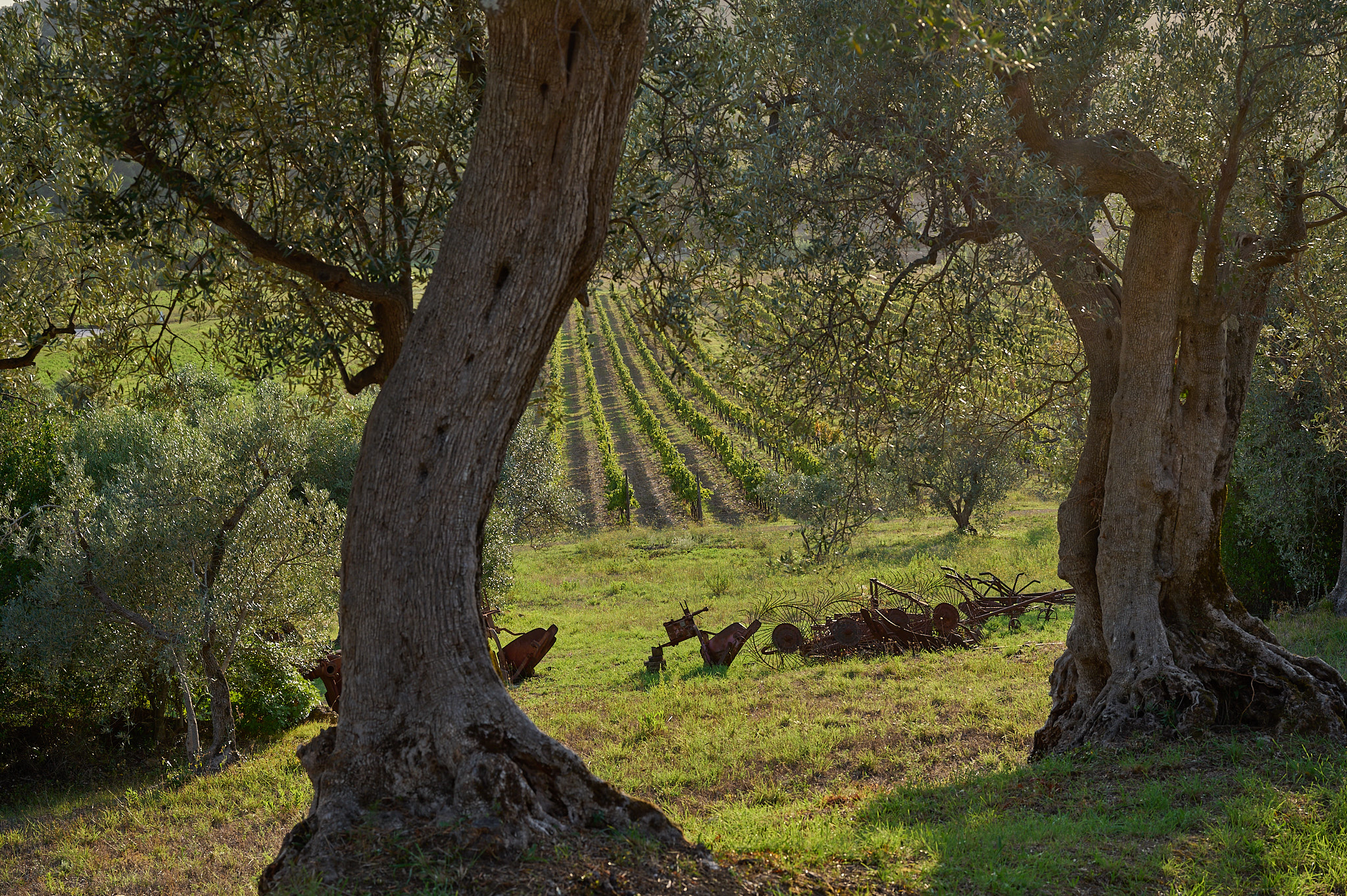 Centuries-old olive groves of Il Falcone agriturismo