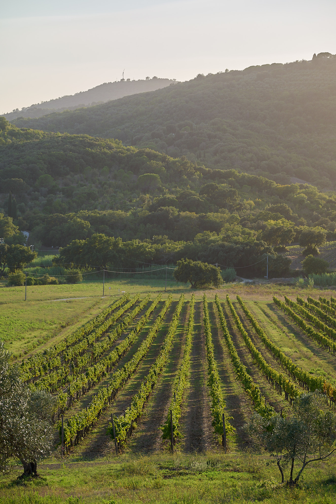 Vineyards of the Il Falcone farm, Suvereto