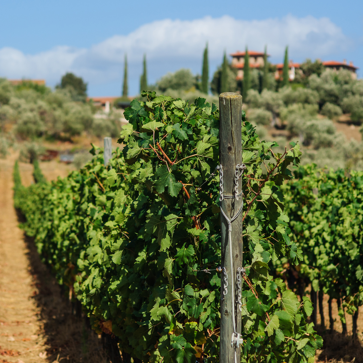 Azienda agricola Il Falcone, vigneti e uliveti a Suvereto