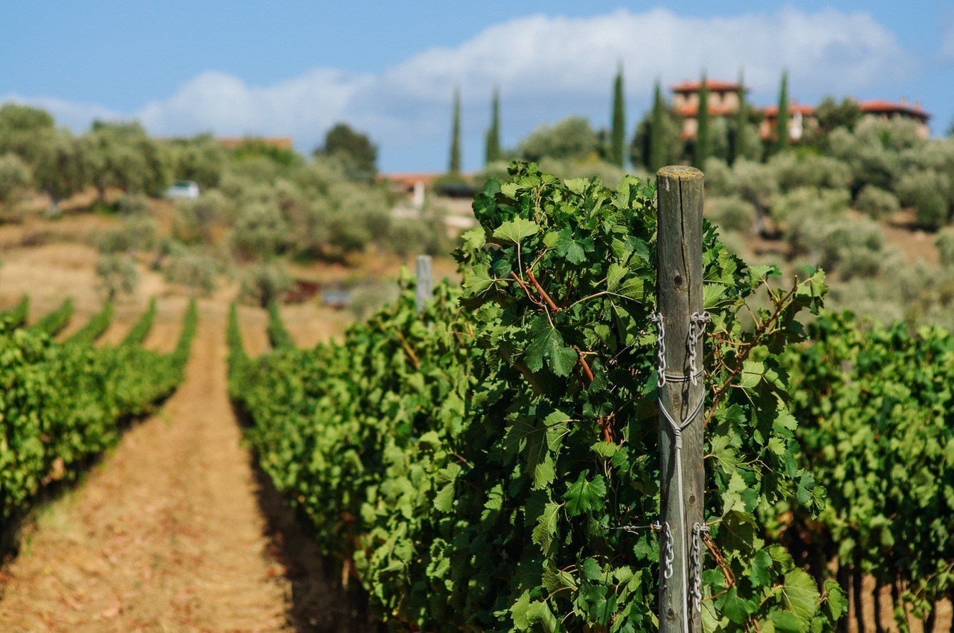 Il Falcone farm, Suvereto