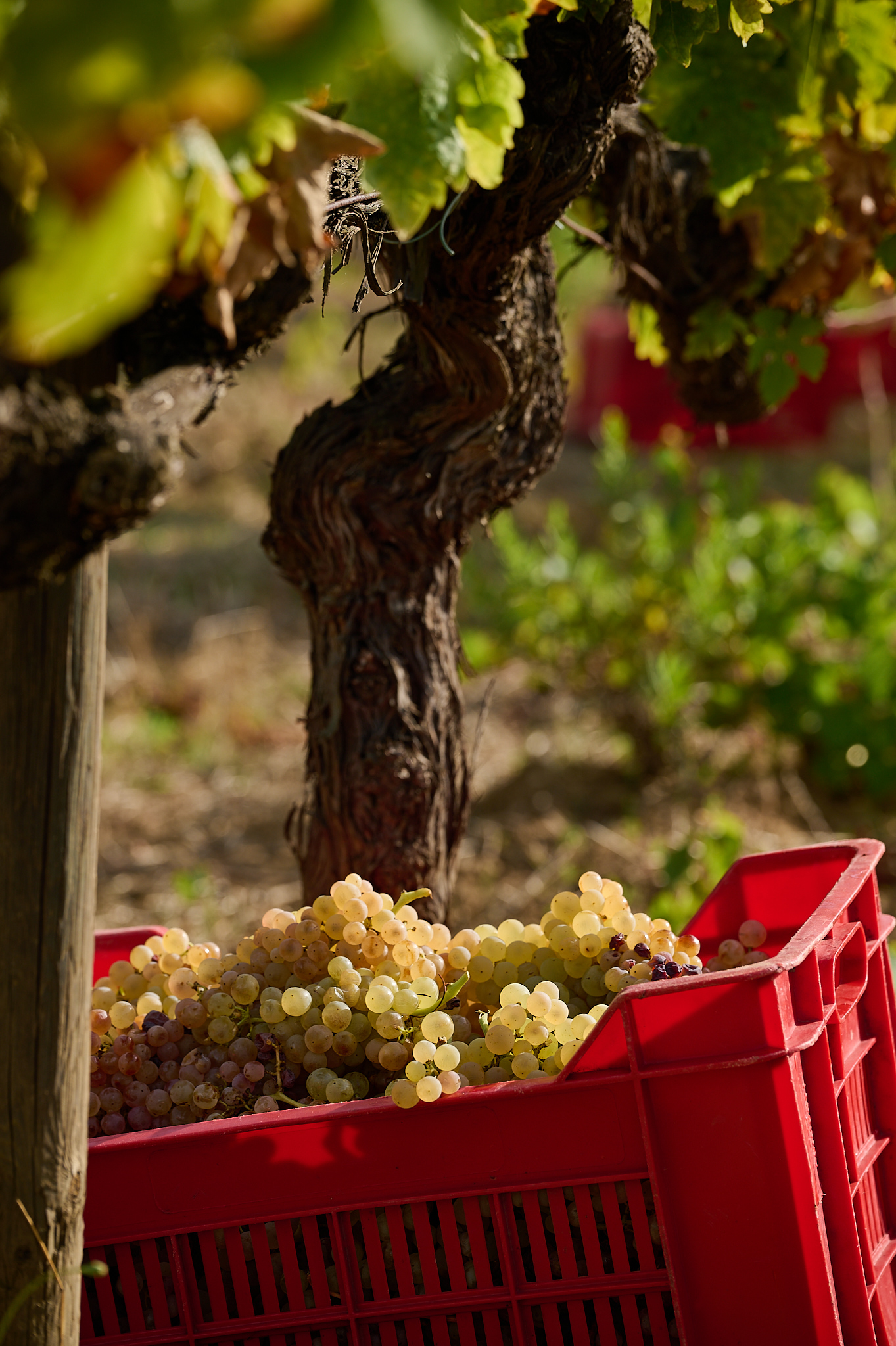 Grape harvest at the Il Falcone farm