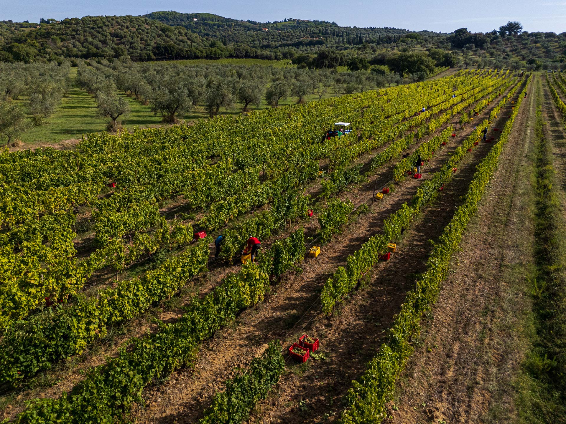 Vendemmia nell'azienda agricola Il Falcone a Suvereto