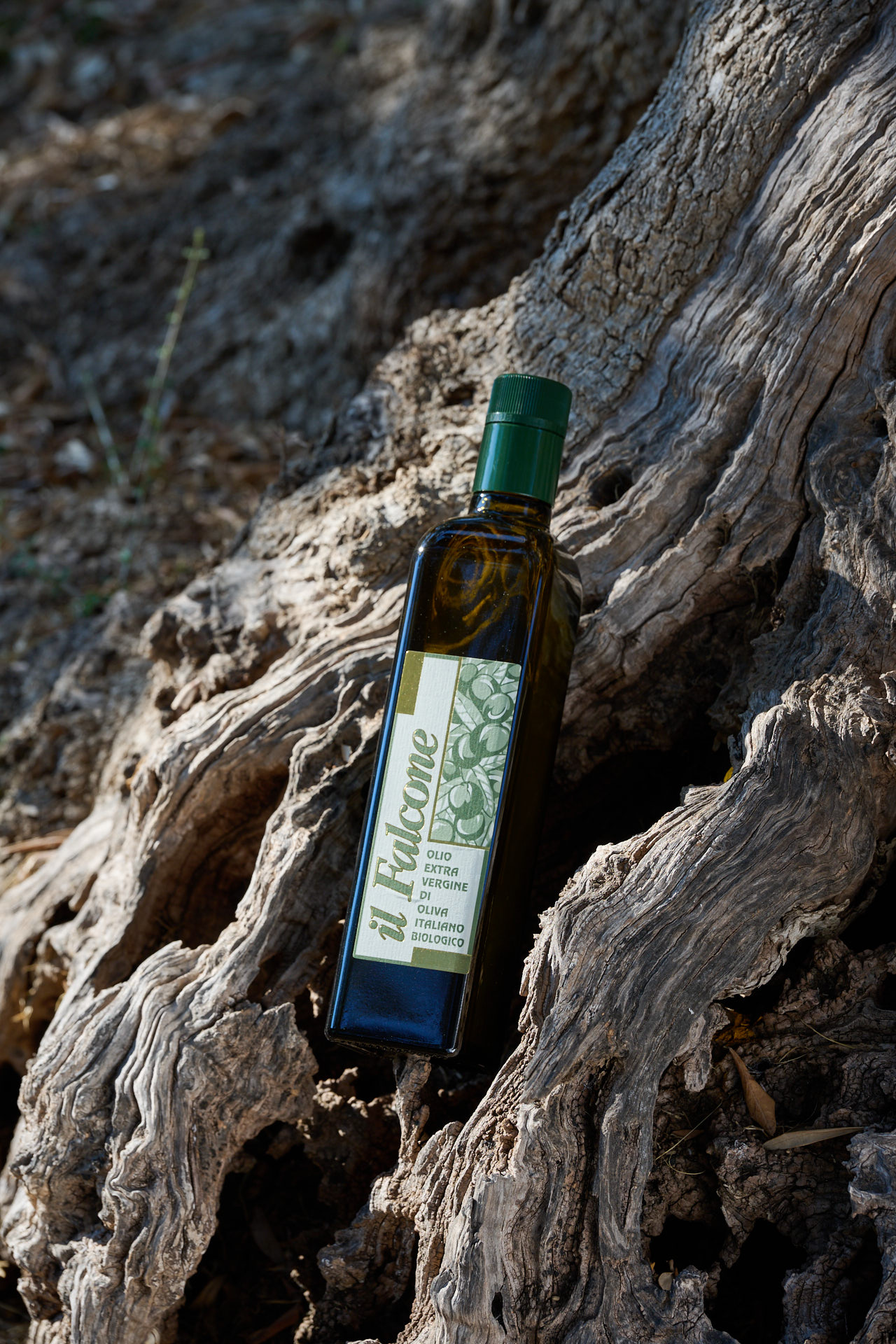 Extra virgin olive oil by Il Falcone, Suvereto
